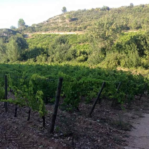 Domaine Du Temps - Lauranne Plegat & Jeremy Gobert