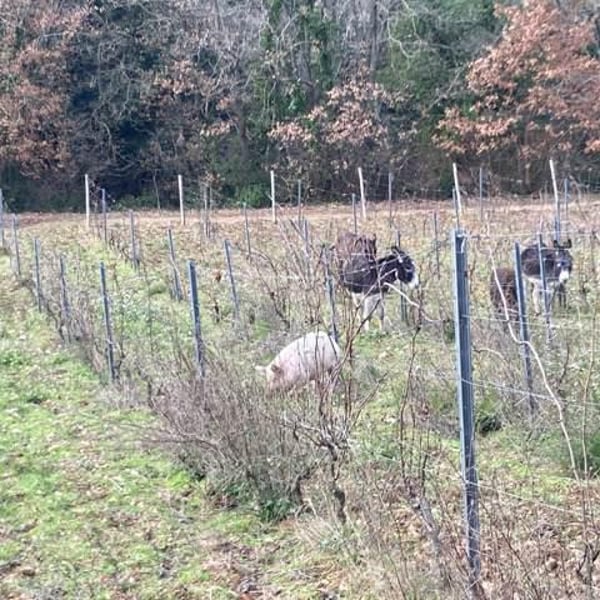 Domaine Du Temps - Lauranne Plegat & Jeremy Gobert