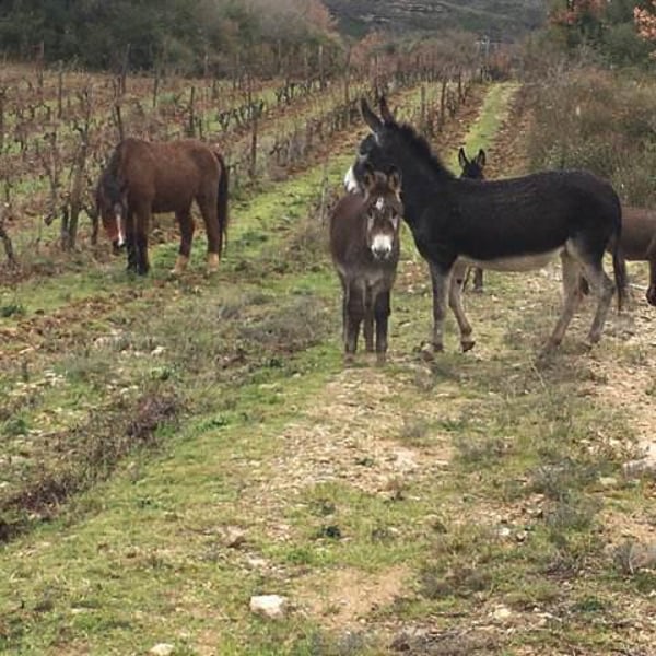 Domaine Du Temps - Lauranne Plegat & Jeremy Gobert