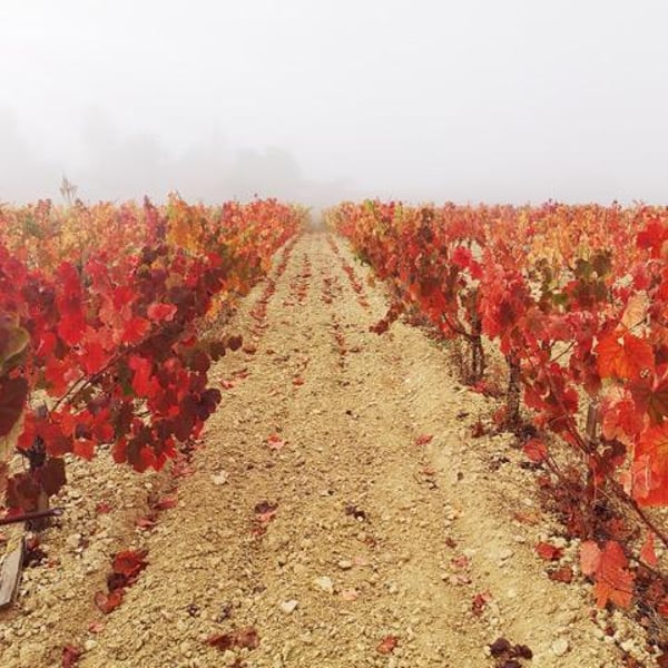 Domaine Du Pech Del Cel - Laure et Grégory Aurel