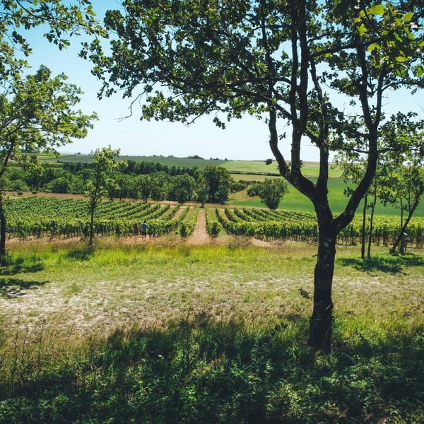 Domaine Gayrard - Laure & Pierre Fabre