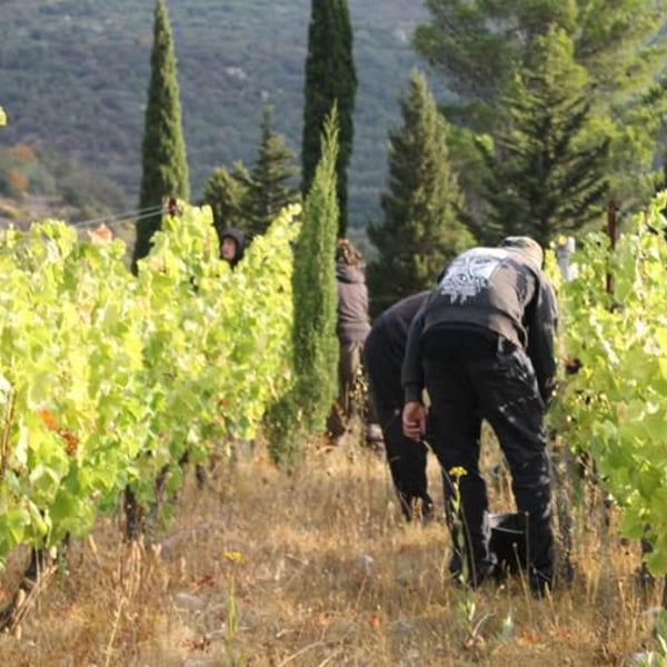 Domaine du Verdouble - Laurent Battist (CLOSED)