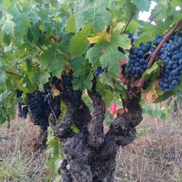 Domaine du Verdouble - Laurent Battist (CLOSED)