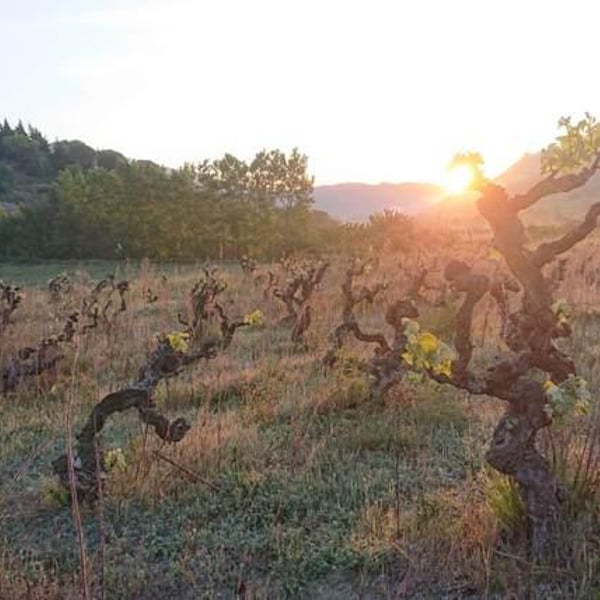 Domaine du Verdouble - Laurent Battist (CLOSED)