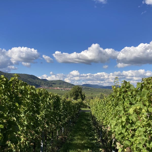 Lelle Ihr Wein - Lena-Maria Julier