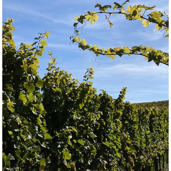 Lelle Ihr Wein - Lena-Maria Julier