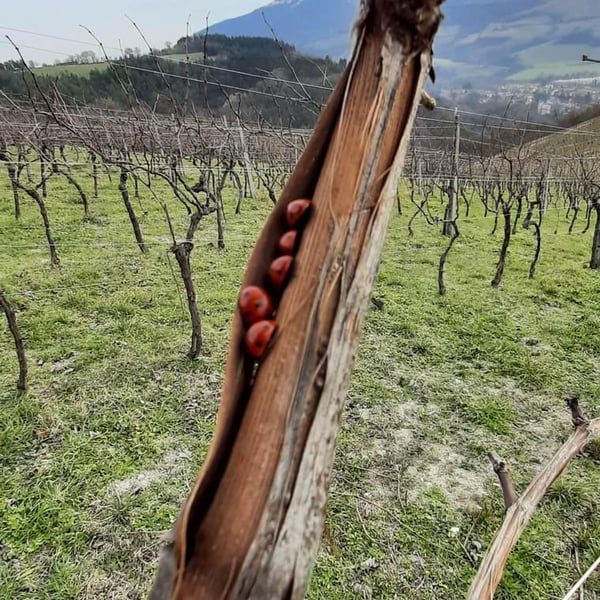Tenuta Ca’ Sciampagne - Leonardo Cossi, Paola Grillo