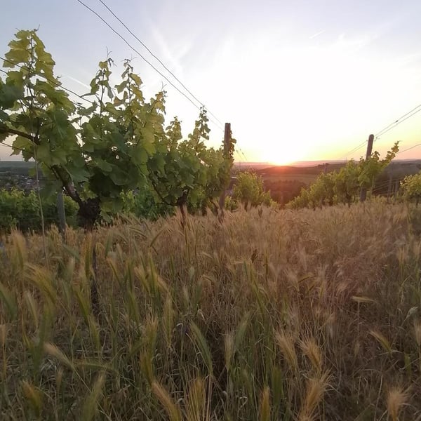 Dope Natur und Wein - Lisa, José und Hans-Jakob