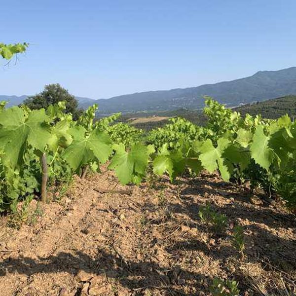 Domaine Jaça - Lize Corbin et Damien Roucayrol