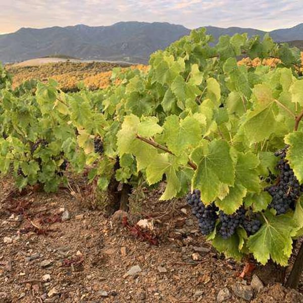 Domaine Jaça - Lize Corbin et Damien Roucayrol