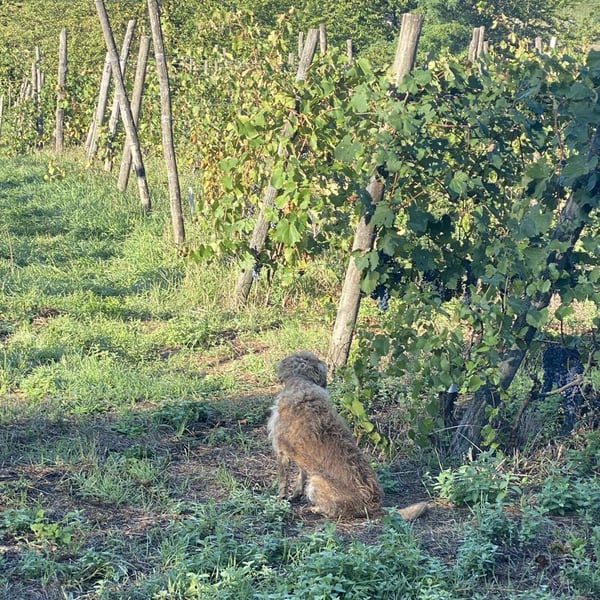 Case Corini - Luisa & Guido Corino