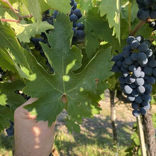 Azienda Agricola Don Carlo - Lorenzo Genovesi