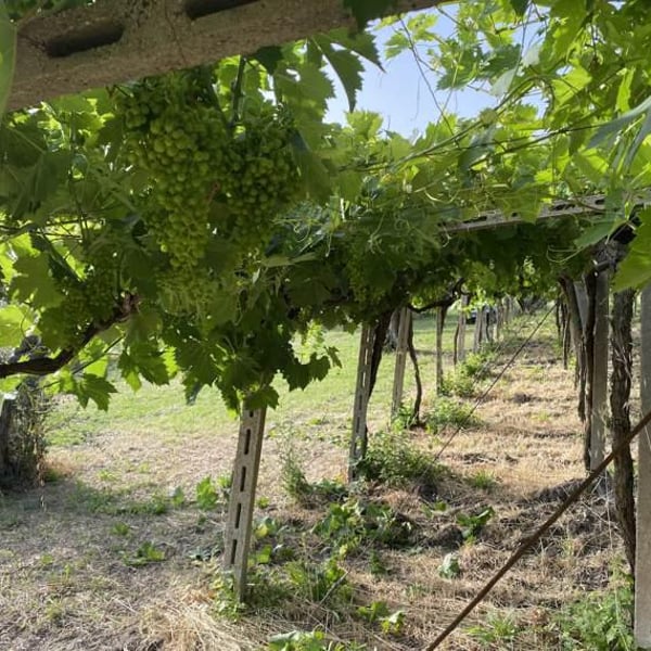 Azienda Agricola Don Carlo - Lorenzo Genovesi