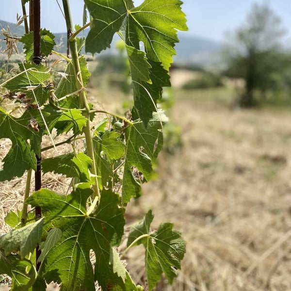 Azienda Agricola Don Carlo - Lorenzo Genovesi