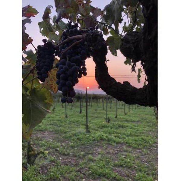 Tenuta Rustìca 1519 - Lorenzo Motta Fisauli & Margherita Micotti