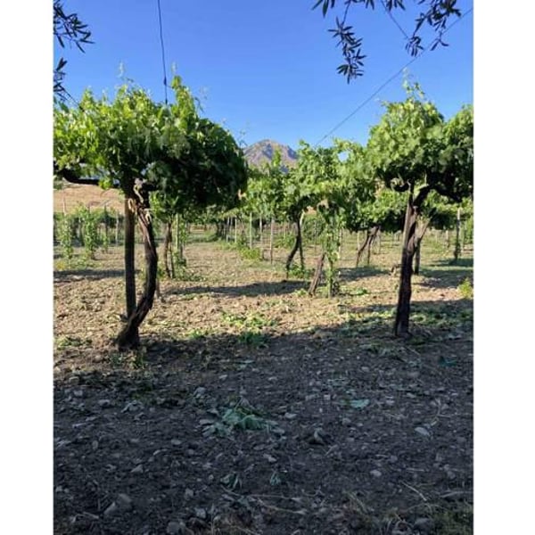 Tenuta Rustìca 1519 - Lorenzo Motta Fisauli & Margherita Micotti