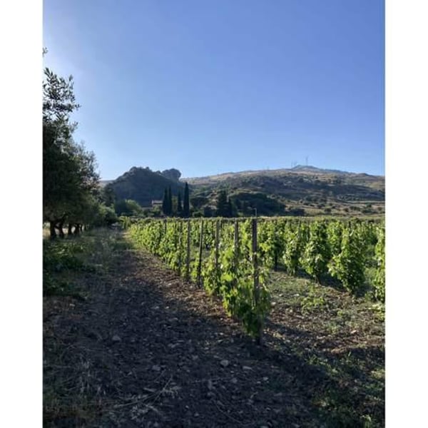 Tenuta Rustìca 1519 - Lorenzo Motta Fisauli & Margherita Micotti