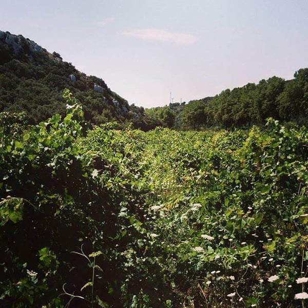 Domaine du Petit Oratoire - Lori Haon