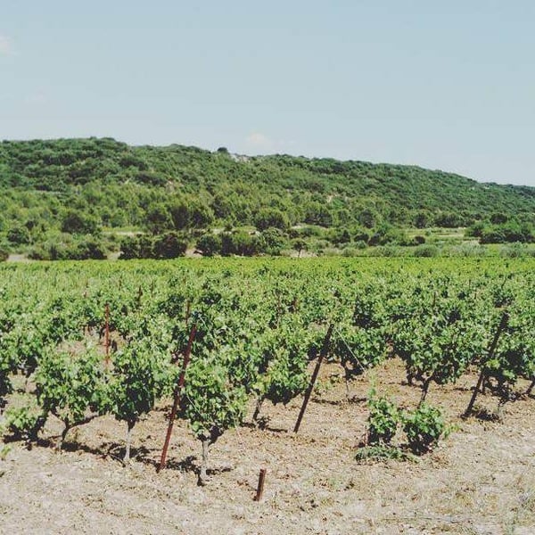 Domaine du Petit Oratoire - Lori Haon