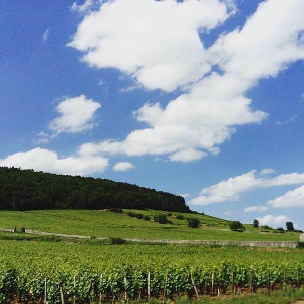 Domaine du Petit Oratoire - Lori Haon