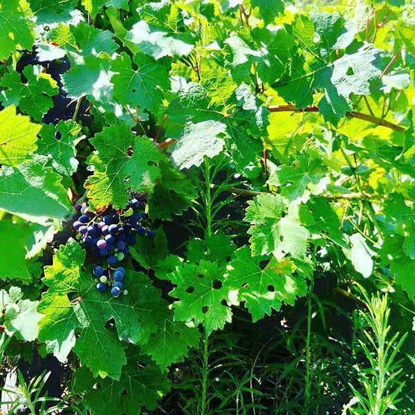 Domaine du Petit Oratoire - Lori Haon