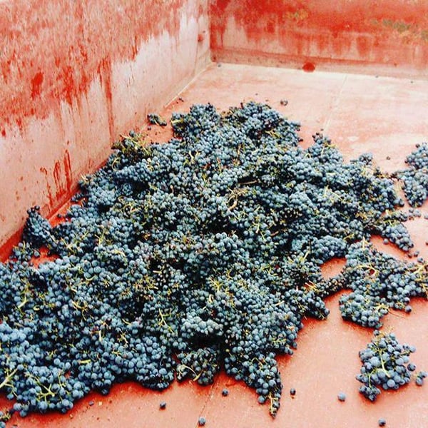 Domaine du Petit Oratoire - Lori Haon
