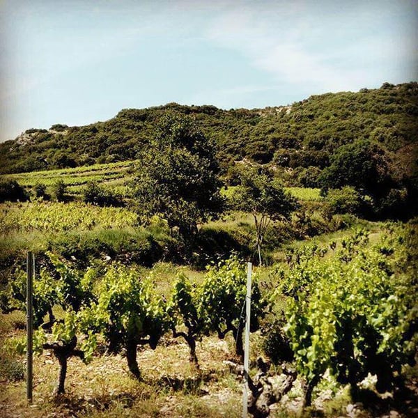 Domaine du Petit Oratoire - Lori Haon