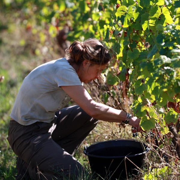 Domaine de la Méchinière - Louis et Valérie Forgues