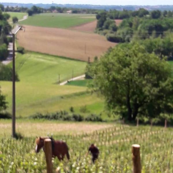Domaine Plaisance - Penavayre - Louis, Marc et Thibaut Penavayre