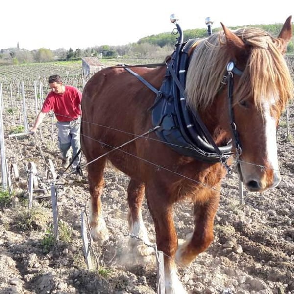 Domaine Plaisance - Penavayre - Louis, Marc et Thibaut Penavayre