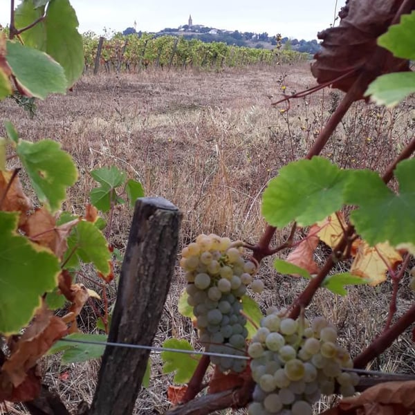 Domaine Plaisance - Penavayre - Louis, Marc et Thibaut Penavayre