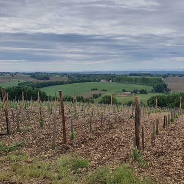 Domaine Plaisance - Penavayre - Louis, Marc et Thibaut Penavayre
