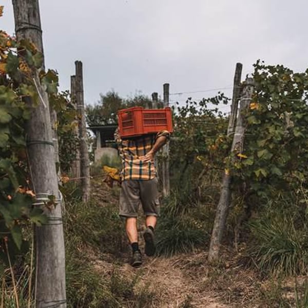 Azienda Agricola Valfaccenda - Luca Faccenda & Carolina Roggero