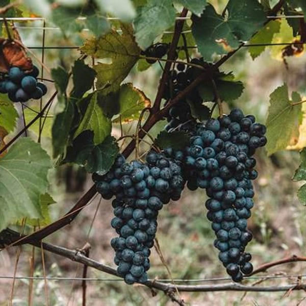 Azienda Agricola Valfaccenda - Luca Faccenda & Carolina Roggero