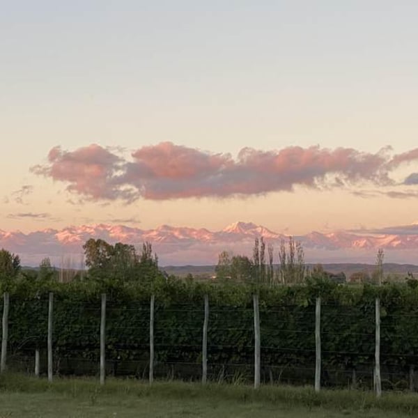 Vino 40/40 - Lucas Pfister