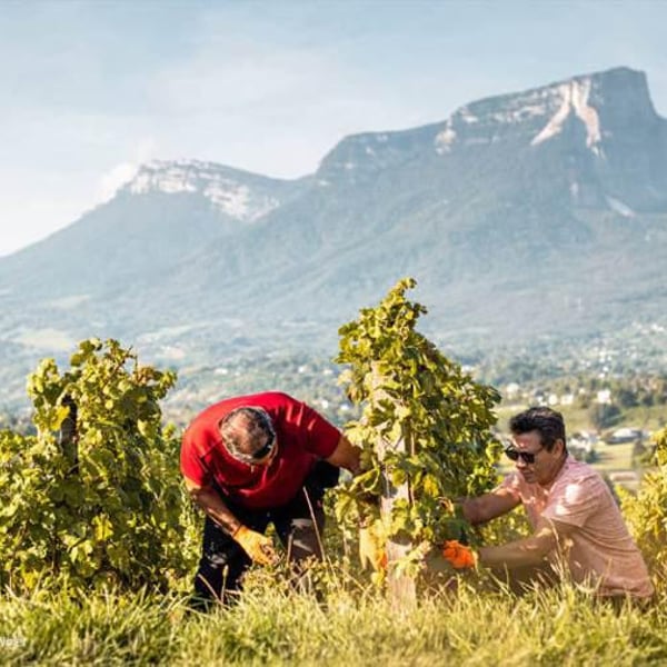 Domaine Ludovic Archer - Ludovic Archer