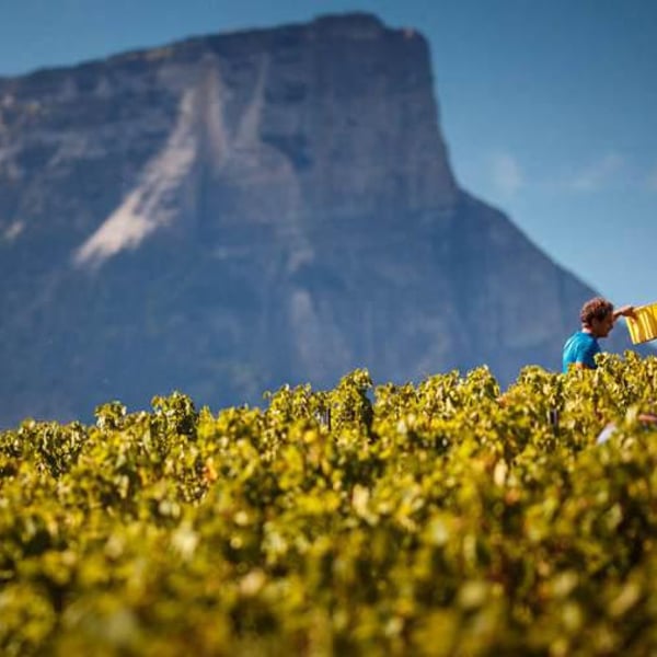 Domaine Ludovic Archer - Ludovic Archer