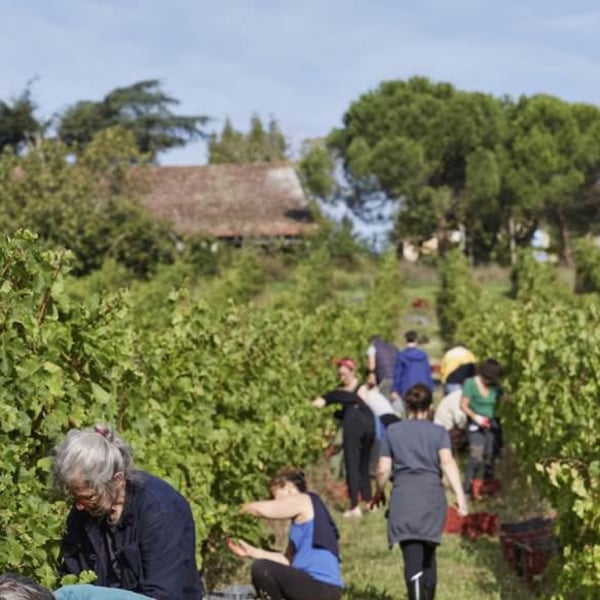 Vignoble Bucquet - Ludovic Bucquet