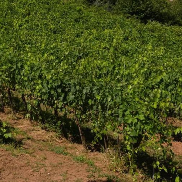 Podere Sante Marie - Luisa & Marino Colleoni