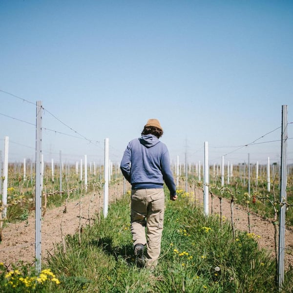 Weingut Krauss - Lukas Krauss