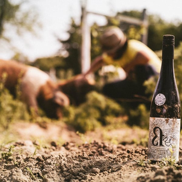 Weingut Krauss - Lukas Krauss