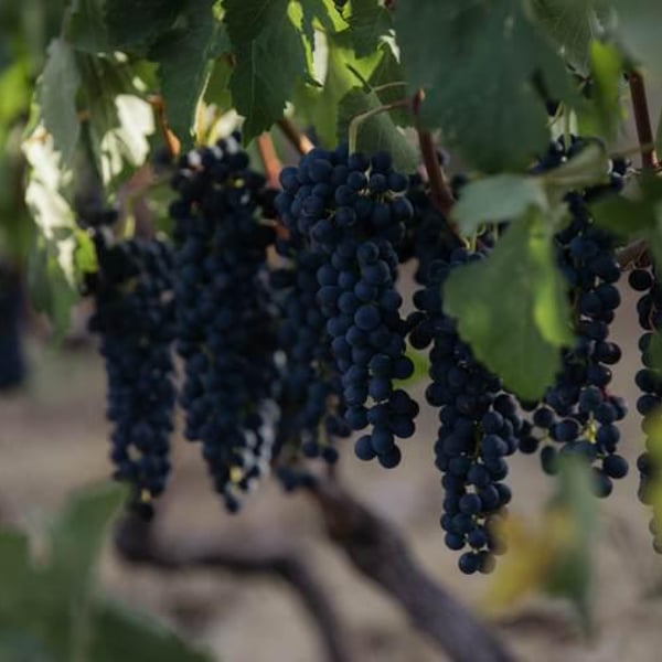 Sept Winery - Maher Harb