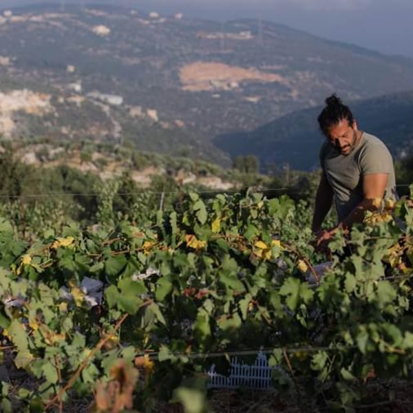 Sept Winery - Maher Harb