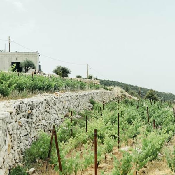 Sept Winery - Maher Harb