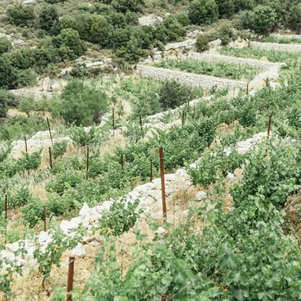Sept Winery - Maher Harb