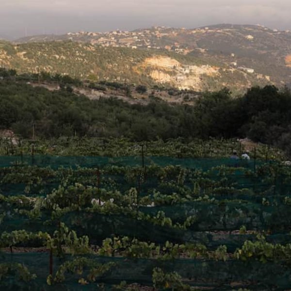 Sept Winery - Maher Harb