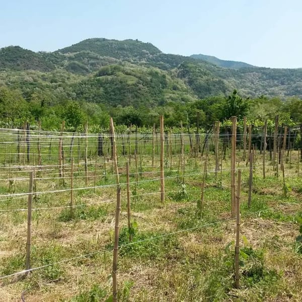 Baghdati Estates - Malkhaz and Vakhtang Mshvildadze