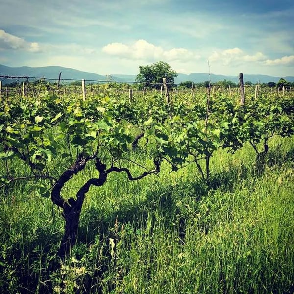 Wine Anbani - Mamulka Mosiashvili & Giorgi Abuladze