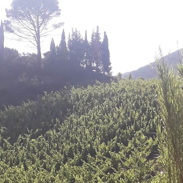 Domaine Jorel - Manuel Jorel