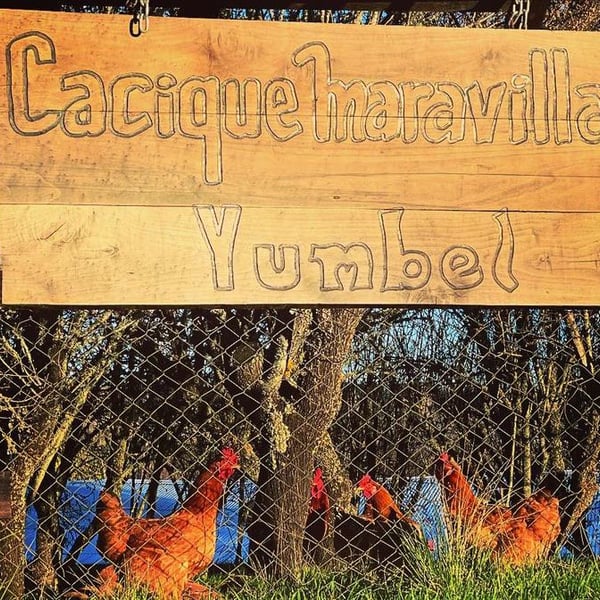 Cacique Maravilla - Manuel Moraga